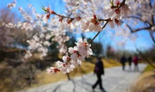 北京清明节去哪里玩 北京清明节去哪里玩
